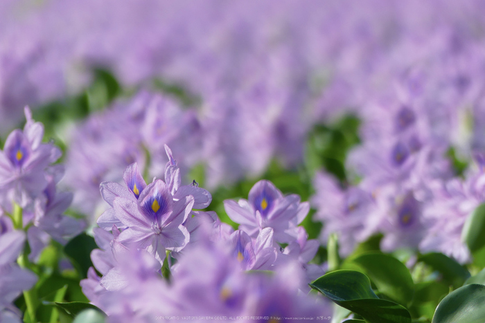 Panasonic LUMIX DMC-FZ300 review（レビュー） vol.1 ／ 奈良橿原 本